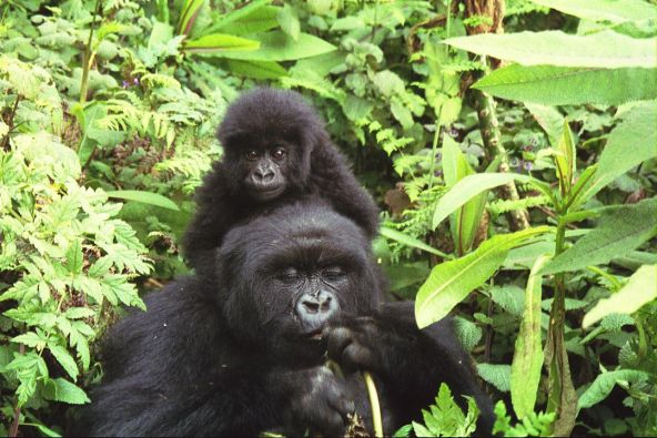 mauve-group-rwanda-adult-baby-gorillas.jpg