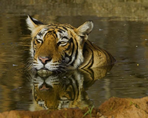 mauve-group-bangladesh-sundarbans-tiger.jpg
