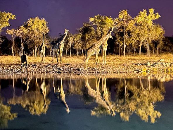 mauve-group-namibia-giraffes.jpg