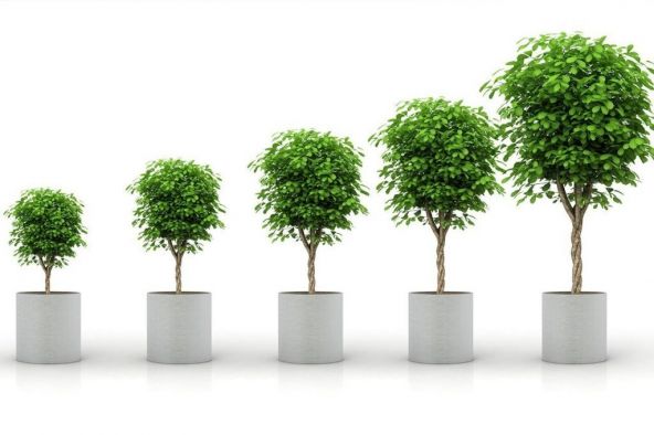 image of trees representing business growth