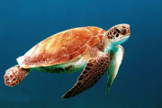 Loggerhead sea turtle
