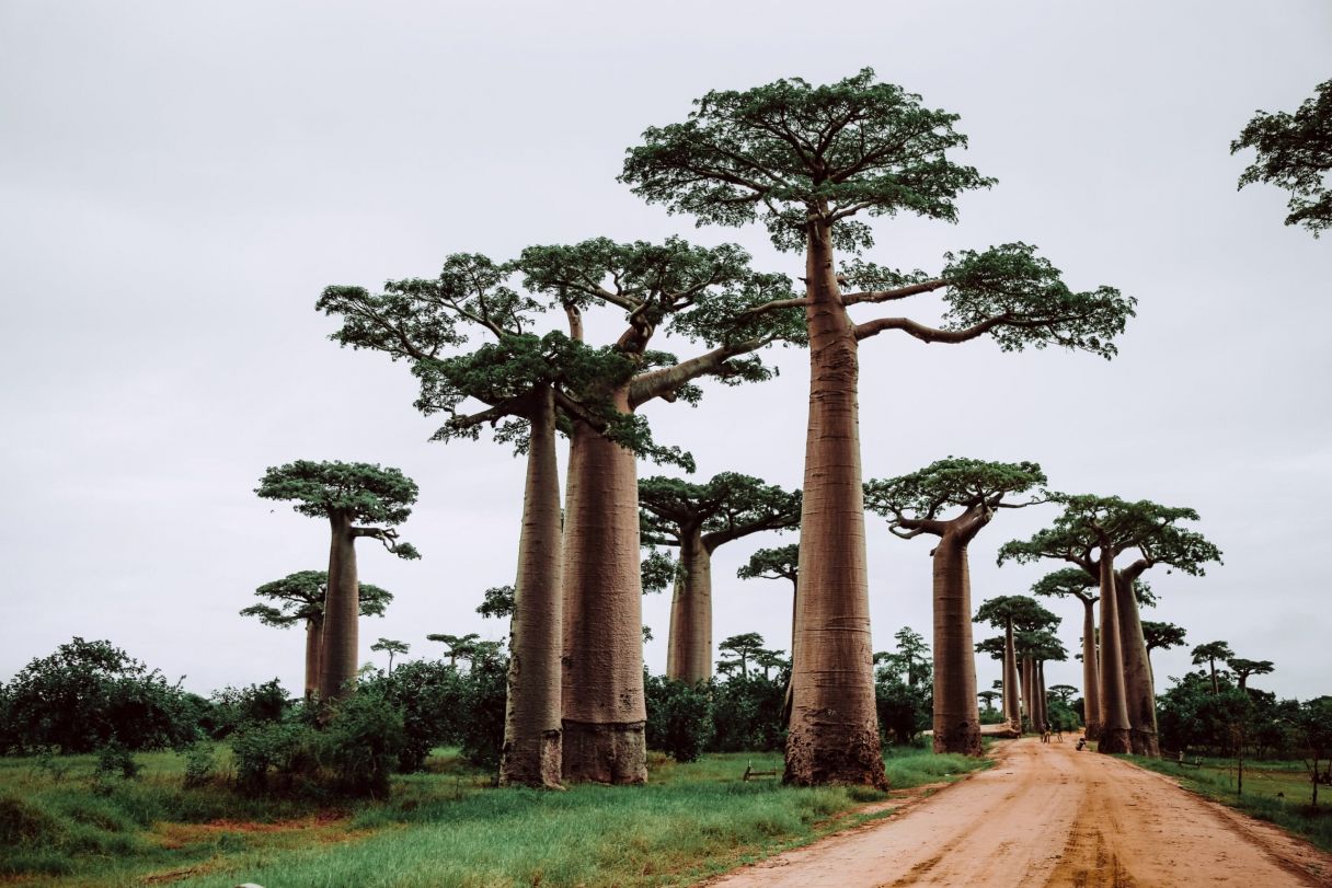 Photo by Theme Inn. Unsplash. Madagascar