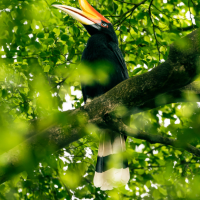A colourful bird with an orange-red beak perches on a mossy tree branch, framed by dense green leaves and dappled sunlight.