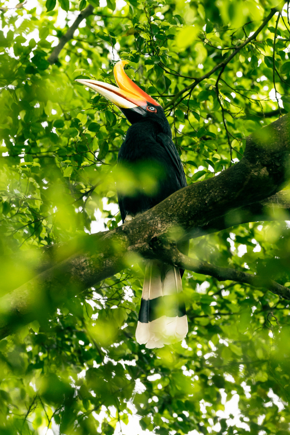 A colourful bird with an orange-red beak perches on a mossy tree branch, framed by dense green leaves and dappled sunlight.