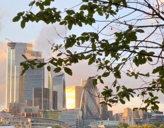A view of the City of London with modern skyscrapers bathed in golden sunlight, viewed through the leaves of a tree