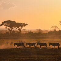Silhouettes of zebras walking across a dusty plain at sunset, with acacia trees in the background.