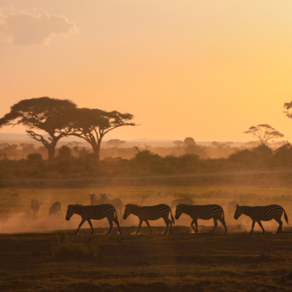 Silhouettes of zebras walking across a dusty plain at sunset, with acacia trees in the background.