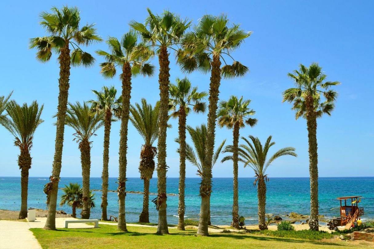 Palm trees lining Paphos Beach in Cyprus