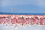 A large flock of pink flamingos stands in shallow water with their reflections visible, under a blue sky with distant mountains.