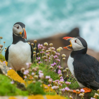 Two puffins standing on a grassy cliff edge with small pink and white flowers. The puffin on the right has its beak open as if calling out.