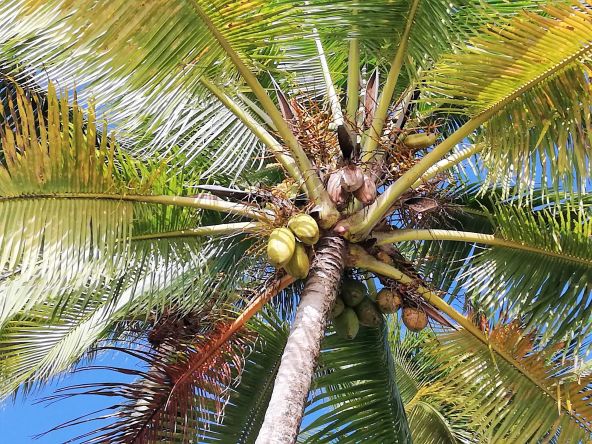 mauve-group-guadeloupe-coconut-tree-by-margit-umbach-unsplash.jpg