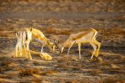 Image of 3 gazelles interacting in a UAE desert location