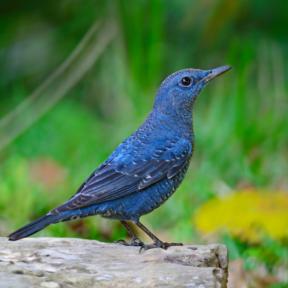 A small blue bird with a dark eye and long pointed beak perched on a light stone on the ground, with a softly blurred green grassy background.