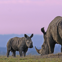 A rhinoceros and its calf stand in a grassy field against a soft pink and purple sky.