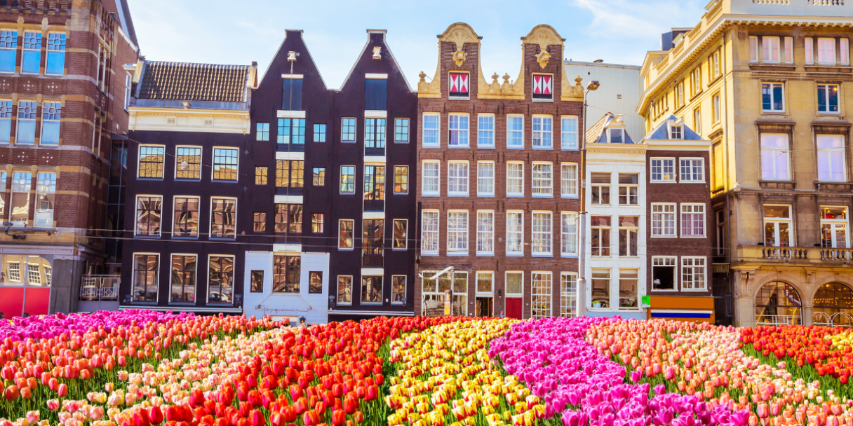 A wide city street lined with colourful tulip fields in red, pink, and yellow, with historic brick buildings and tall gabled houses in the background under a blue sky.