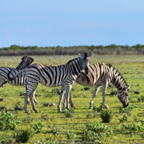 Several zebras graze on a bright green savannah under a clear blue sky, with a small herd gathered in the foreground and a line of trees along the horizon.