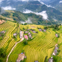 An aerial view of vibrant green and golden terraced rice fields cascading down a mountainside, dotted with small villages and shrouded in mist.