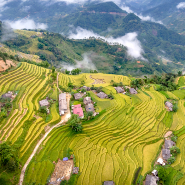 An aerial view of vibrant green and golden terraced rice fields cascading down a mountainside, dotted with small villages and shrouded in mist.