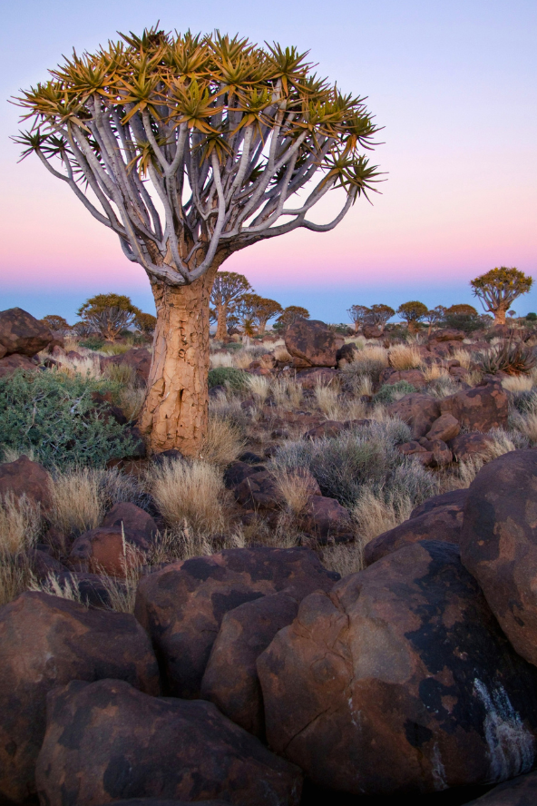 A lone umbrella-shaped tree with spiky leaves and a thick grey trunk stands in rocky savanna at sunset, with dry grasses and shrubs across the landscape.