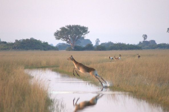 mauve-group-botswana-zambia-lechwe.jpg