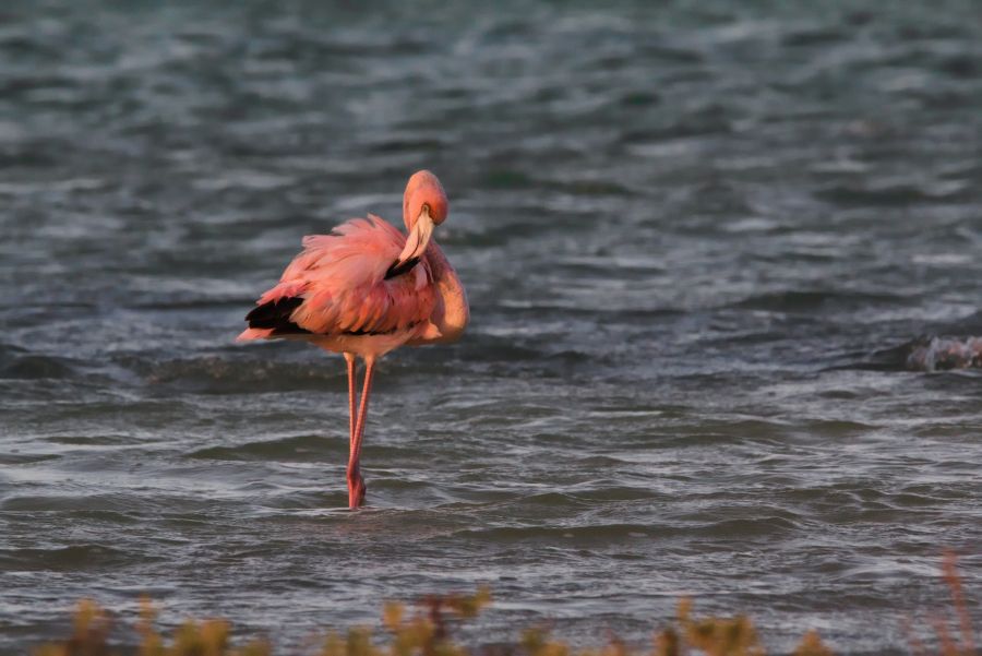 Bonaire