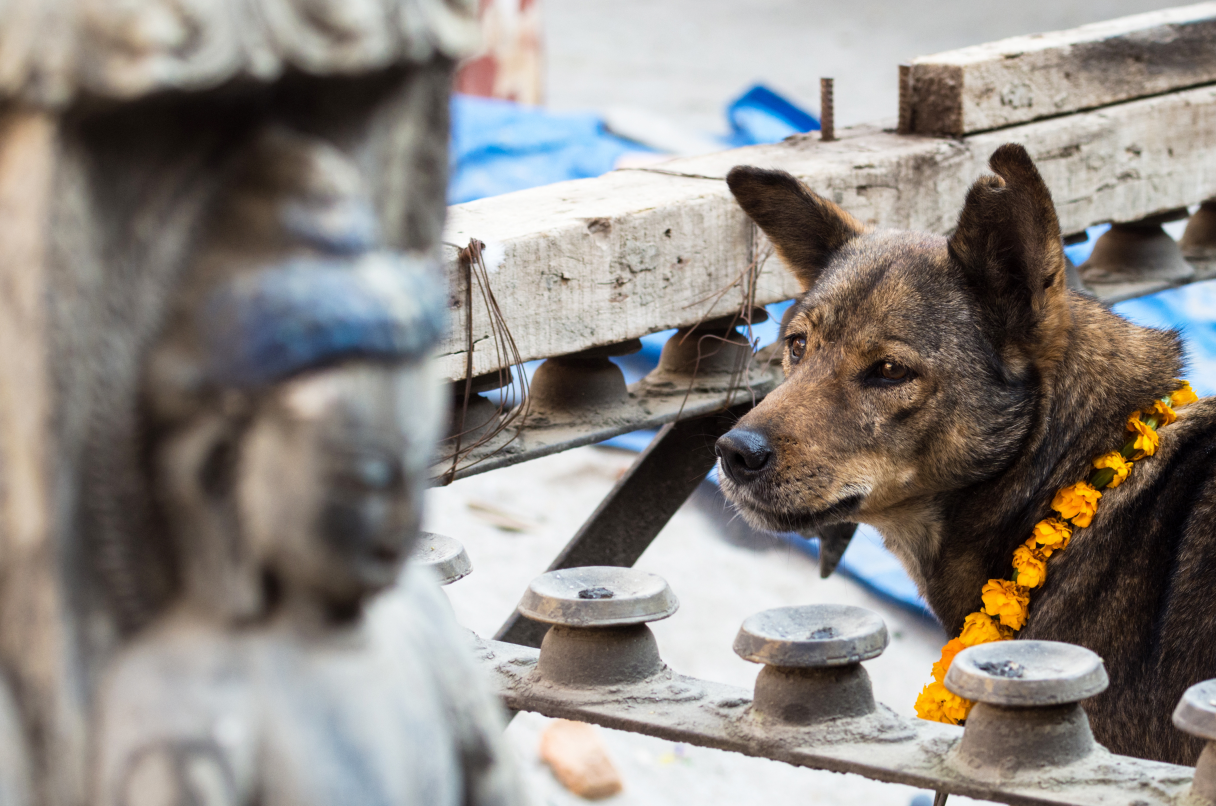 Perro callejero adorado con una guirnalda floral durante el festival nepalí de invierno de Tihar