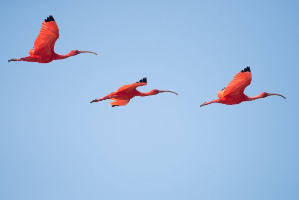 mauve-group-suriname-flamingos-por-vincent-van-zalinge-unsplash.jpg