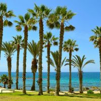 Palmeras en la playa de Pafos (Chipre)